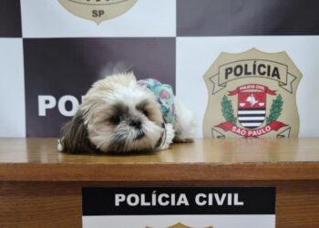 Shih Tzu furtada há 11 meses em Campinas é recuperada e devolvida a tutores pela Polícia Civil