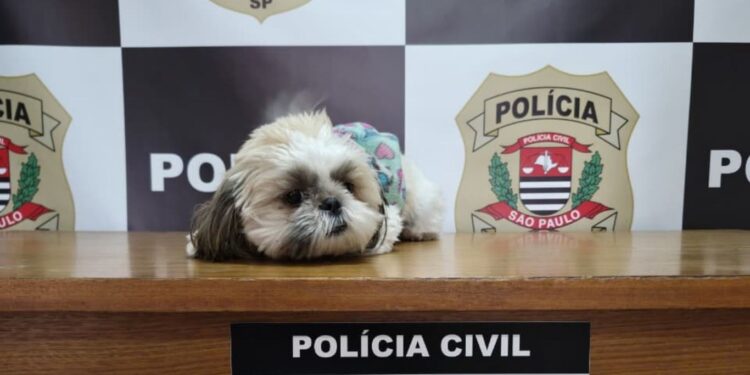 Shih Tzu furtada há 11 meses em Campinas é recuperada e devolvida a tutores pela Polícia Civil