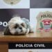 Shih Tzu furtada há 11 meses em Campinas é recuperada e devolvida a tutores pela Polícia Civil