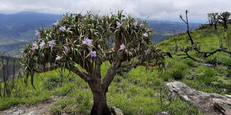 ‘Terra de gigantes’: serra em MG revela plantas raras e espécies únicas em área pouco conhecida